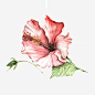 粉红色的花朵高清素材 开放 植物 粉红色 花朵 免抠png 设计图片 免费下载