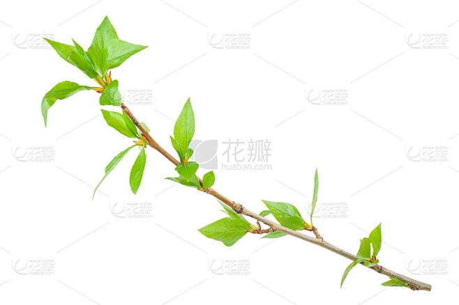 树枝的嫩枝素材-花瓣网