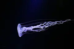 多彩深海水母海洋生物摄影图