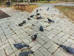 秋天公园里的鸽群