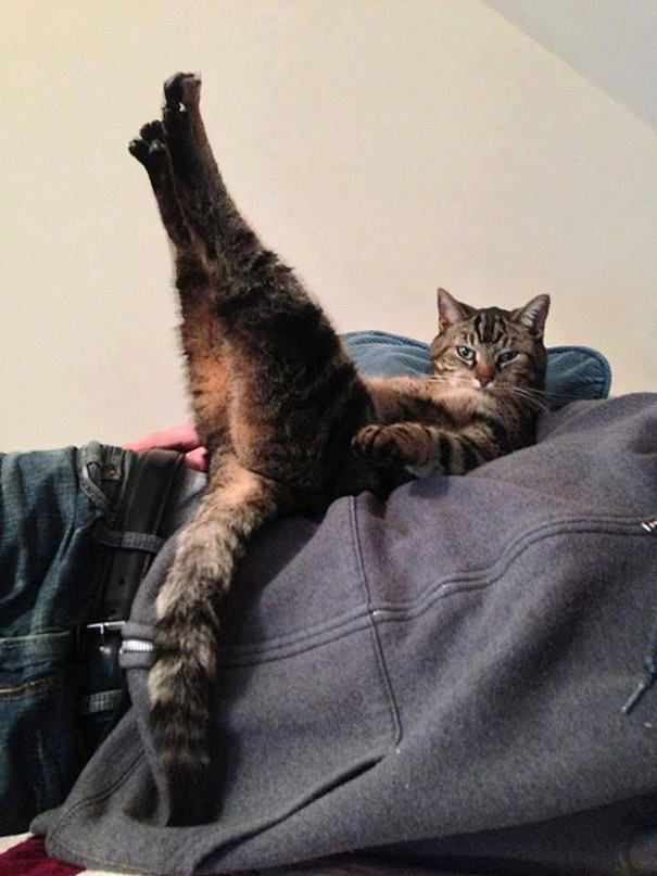 My Cat Dave Does Thi...