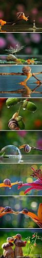 [【创意摄影】蜗牛与爱人约会的画面] - 乌克兰摄影师 Mishchenko偷拍到了一直美丽的蜗牛与情人约会的画面，唯美、浪漫！