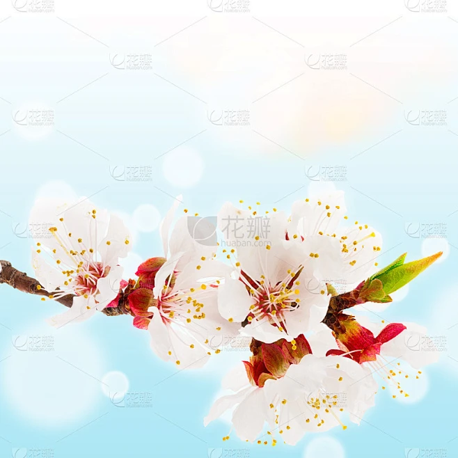 嫩枝盛开的杏素材-花瓣网