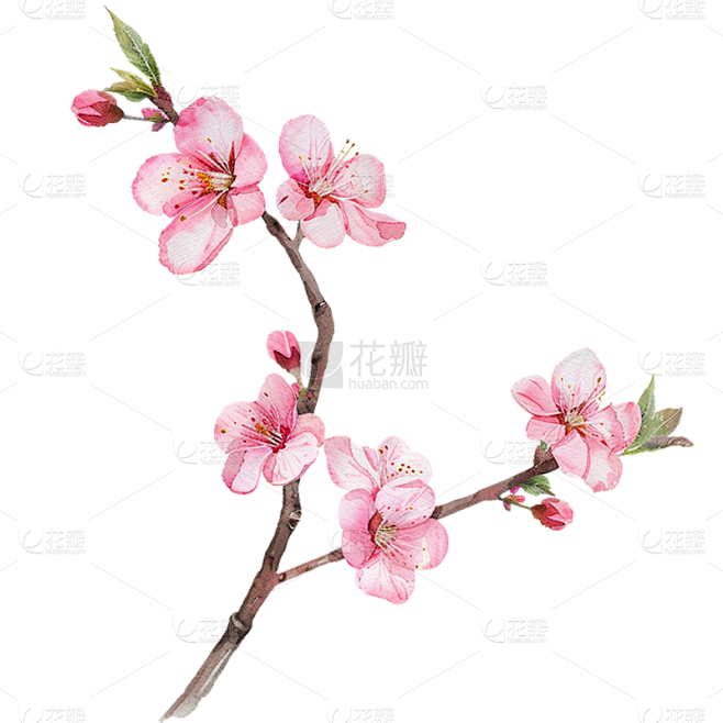 植物写实插画粉色桃花枝元素素材