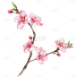 植物写实插画粉色桃花枝元素素材