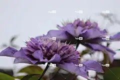 花 野生动物 开花 紫色的 花卉背景 花壁纸 美丽的花朵 自然