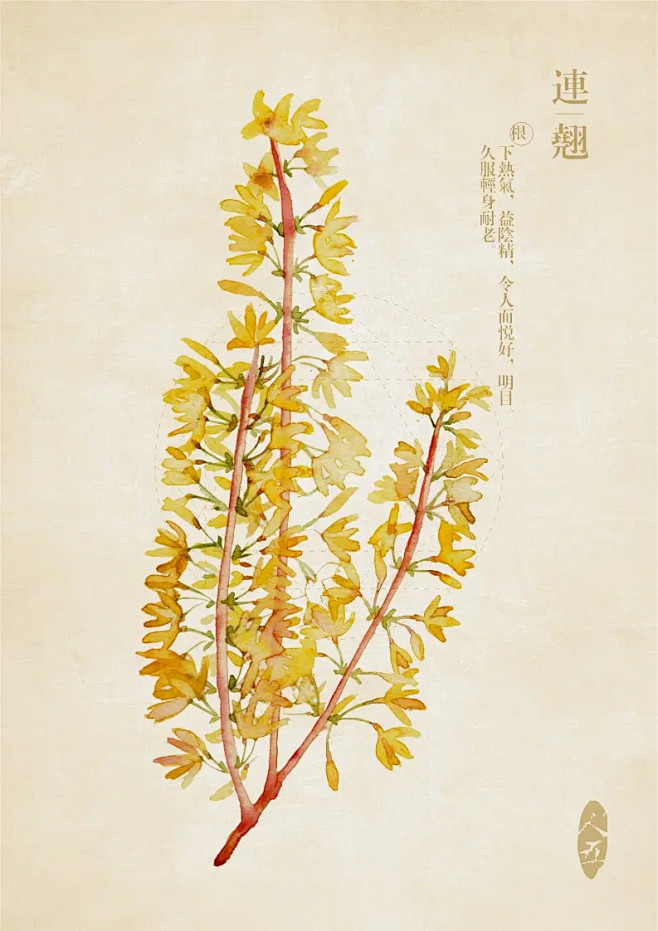 连翘