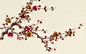 prunus | Fromental