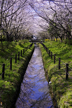 Rictor采集到景观——水景