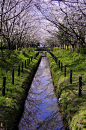 Cherry trees in Japan