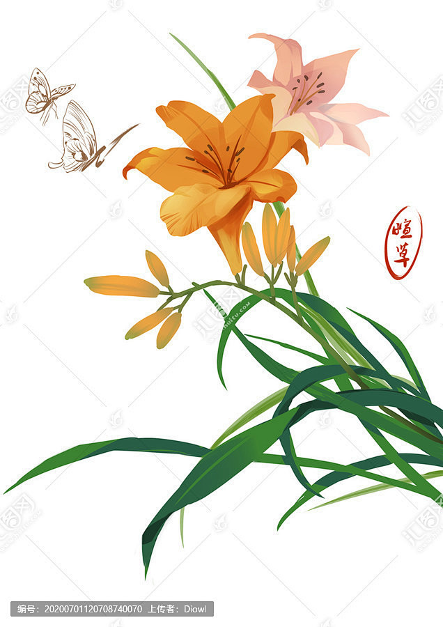 植物插画萱草