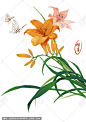 植物插画萱草