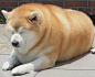 狗