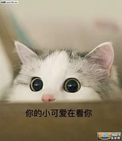 你打吧要是你忍心的话猫咪表情包图片大全|我不听我已经死掉了吸猫表情包图片下载-乐游网游戏下载_360图片