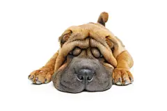 点击来源直接获取大图文件 |漂亮的沙皮狗幼犬