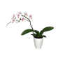 家养客厅阳台蝴蝶兰鲜花