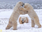 加拿大曼尼托巴省小城丘吉尔附近，两只北极熊看上去像是在摔跤，而第三只则好像裁判一样在旁观。