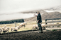 New Zealand sheep Merino sheep farm color grade cinematic retouching  high end retouching Commercial Retouching Creative Retouching