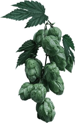 一只兔子_14228采集到png-植物素材
