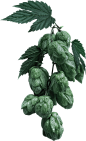 home_craftbeer_slider_hops.png (722×1187)