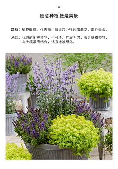 Tinaguoguo采集到花箱花池