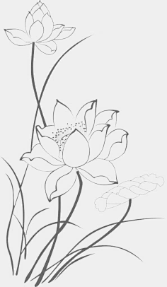 com工笔线稿荷花,好看又简单无敌小卷卷~采集到线稿采集toutiao.