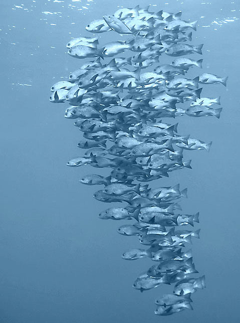海鱼群