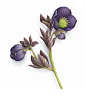 植物素材png