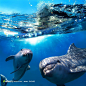 海底下的海豚近景高清摄影图片素材