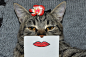 cat-paper-facial-expressions-montage-5