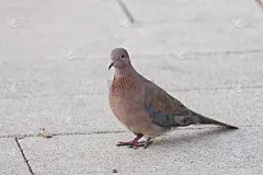 笑鸽子(塞内加尔螺旋藻)