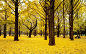 General 1920x1200 nature fall trees natural light