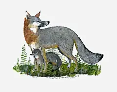 手绘狼免抠素材_新图网 https://ixintu.com 亲子 动物 卡通 手绘 插画 植物 狼