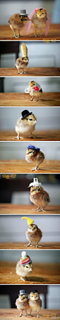 [] 创意一叮【戴帽子的小鸡】美国缅因州的摄影师朱莉用家里现成的材料做了好多顶帽子，给小鸡戴上，然后用相机拍下来~激萌啊~！来自:新浪微博