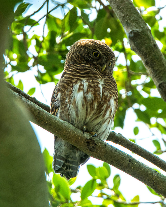 猫头鹰又称鸮枭是夜行性鸟类分布在中国的猫头鹰大约有26种均属于国家
