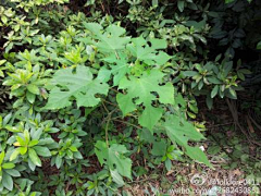 蜗牛的翅膀采集到野草集