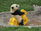 动物 生物 参考 熊猫