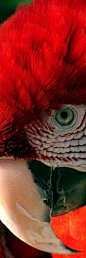 Red Macaw