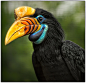 Knobbed Hornbill