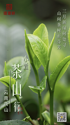 欧円采集到茶海报