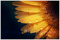 Sunflower II by JunnyPhotography on deviantART