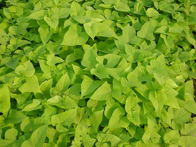 金叶甘薯图片_花镜-植物图片素材-花瓣网