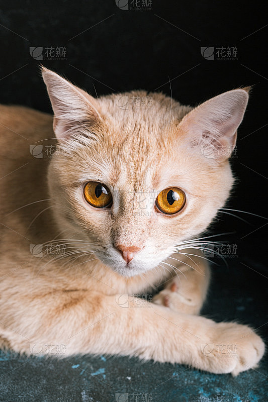 姜猫特写