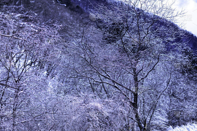冬天,雪,日本,安静,云,深雪,木制,晴朗,长野城,白色