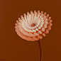 GROW :: Behance