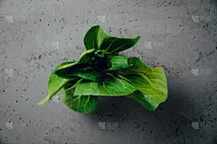 小白菜白菜孤立在石头台面上。