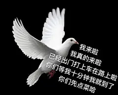 鸽子表情包_百度图片搜索