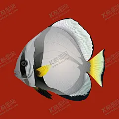 手绘热带鱼 【酷图网】手绘热带鱼,热带鱼,手绘鱼,热带鱼素材,金鱼