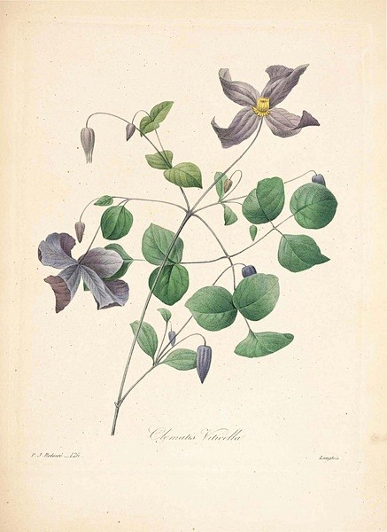 珍藏版皮埃尔-约瑟夫·雷杜德植物图谱