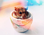可爱的仓鼠摄影集 生活 宠物 图片素材 可爱 主题摄影 